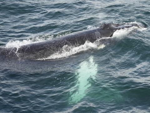 humpback whale under the surface