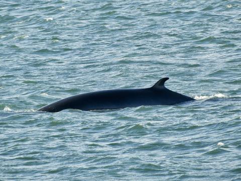 minke whale dorsal fin