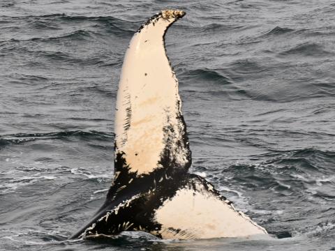 humpback whale fluke