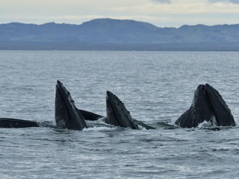 three humpback whales lunge feed together