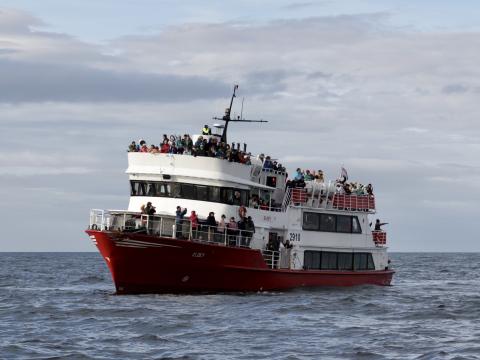 eldey boat with passengers in reykjavik iceland