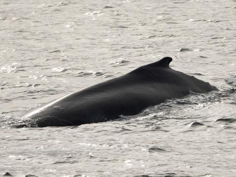 humpback whale dorsal fin