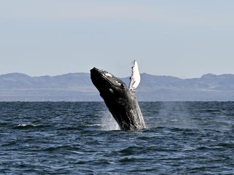 humpback whale breaches high in the air
