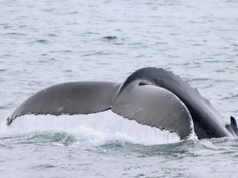 humpback whale fluke