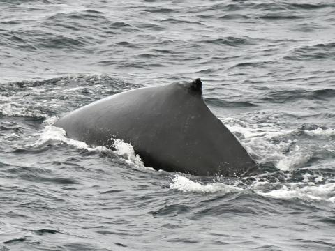 humpback whale dorsal fin