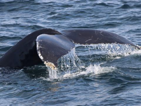 humpback whale fluke