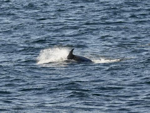 white-beaked dolphin breaching the water