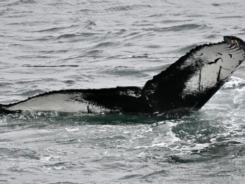 humpback whale fluke