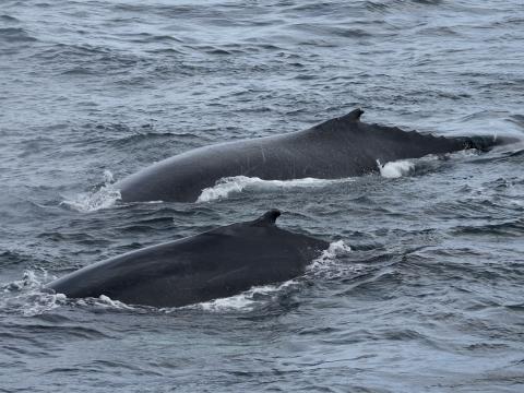a couple of humpback whales surface together