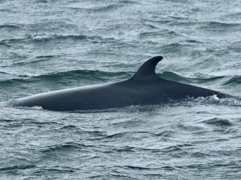 minke whale surfacing
