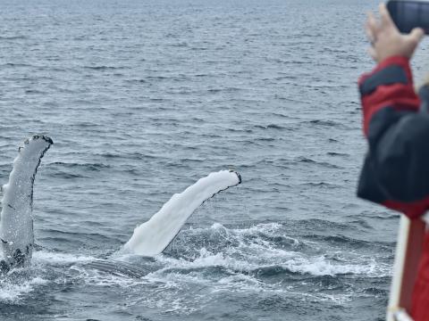humpback whale rolling and waving both pectoral fins in the air in front of whale watchers