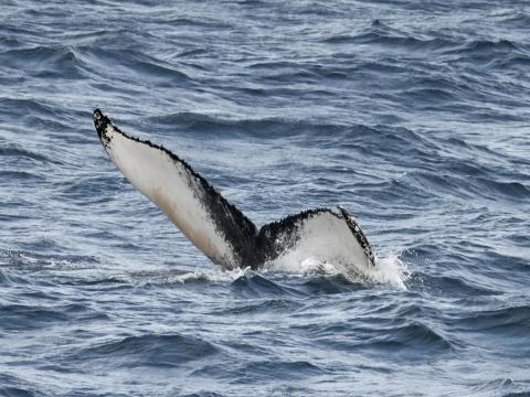 humpback whale fluke