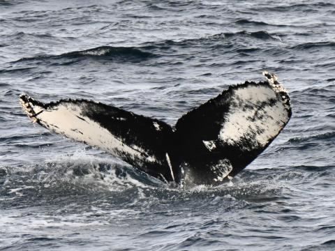 humpback whale fluke