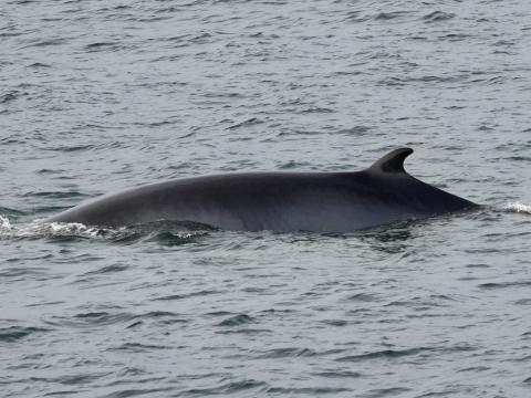 minke whale dorsal fin