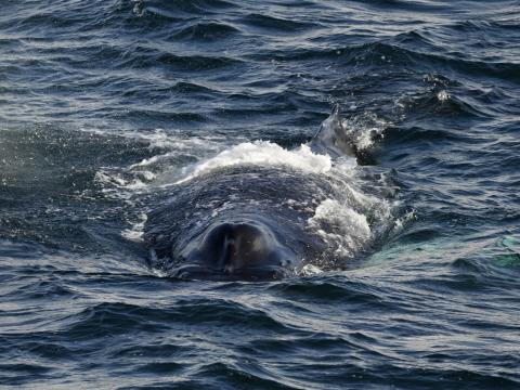 humpback whale