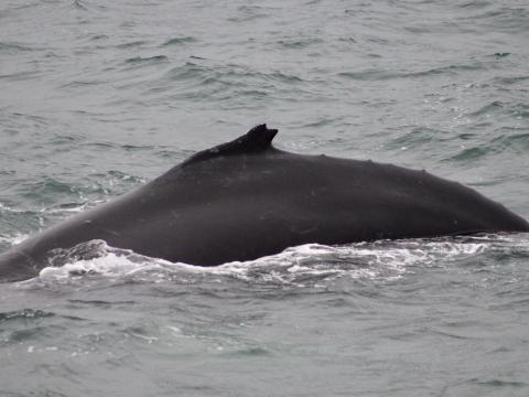 davy jones II humpback whale dorsal fin