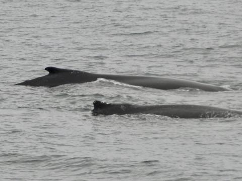 humpback whales surfacing together