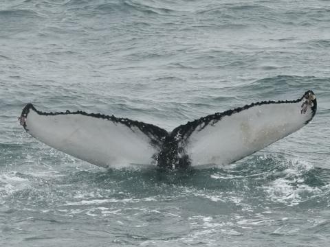 humpback whale fluke