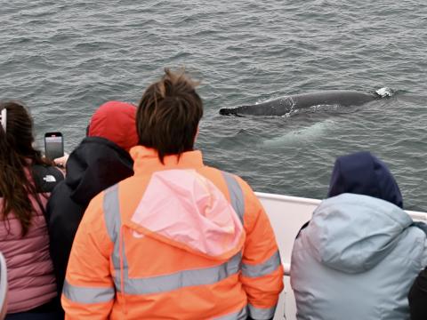 passengers watch a humpback whale surface very close to the boat