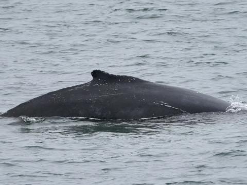 humpback whale dorsal fin