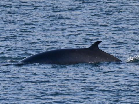 minke whale dorsal fin