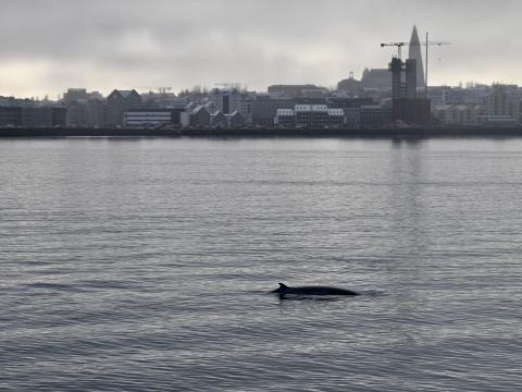 minke whale near reykjavik