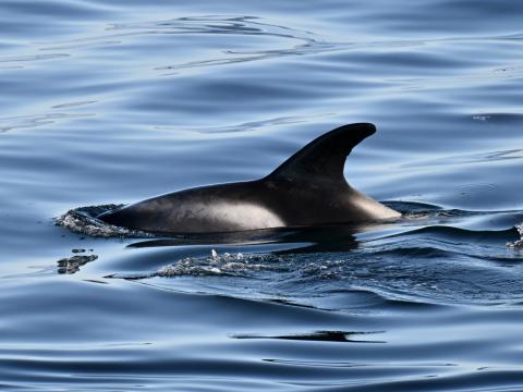 white-beaked dolphin
