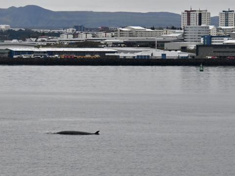 minke whale near reykjavik