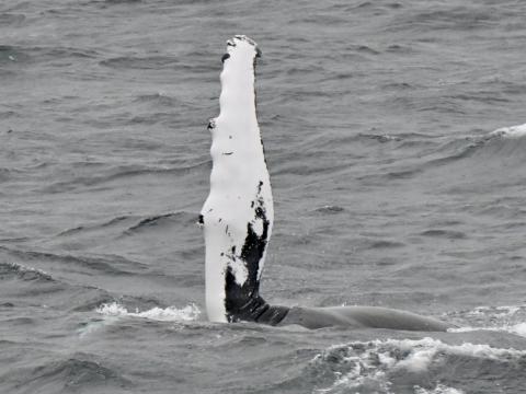 humpback whale pectoral fin waving