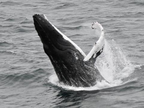 humpback whale breaches