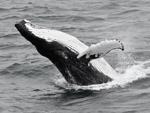 humpback whale breaching backwards