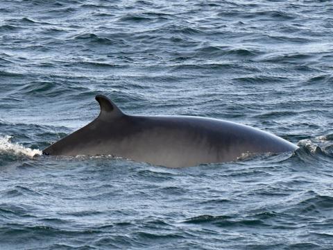 minke whale dorsal fin
