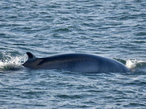minke whale dorsal fin