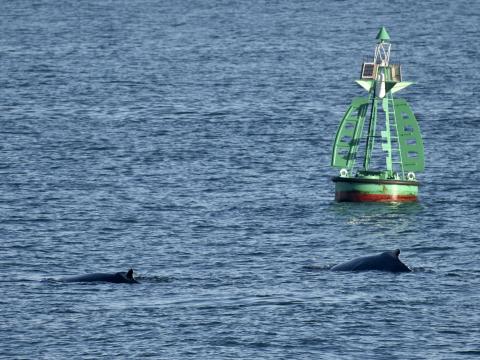 humpback whales swim next to buoy