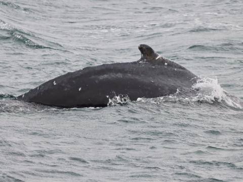 humpback whale dorsal fin