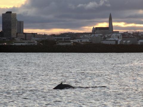 humpback whale near Reykjavik city