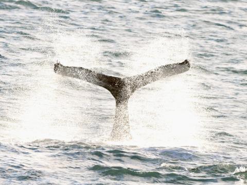 humpback whale fluke
