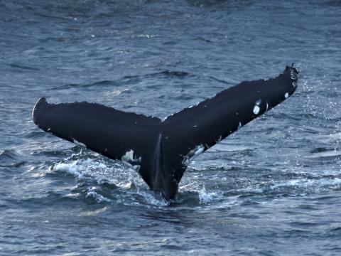 humpback whale fluke
