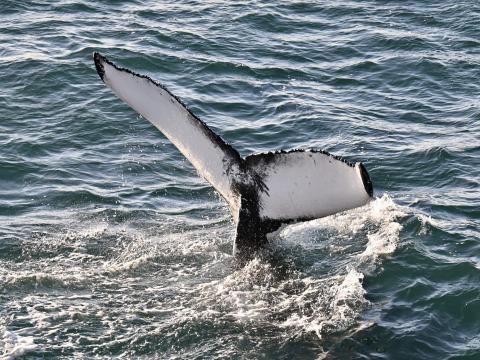 humpback whale fluke