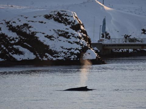 humpback whale near Viðey island