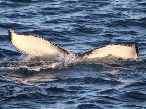humpback whale fluke