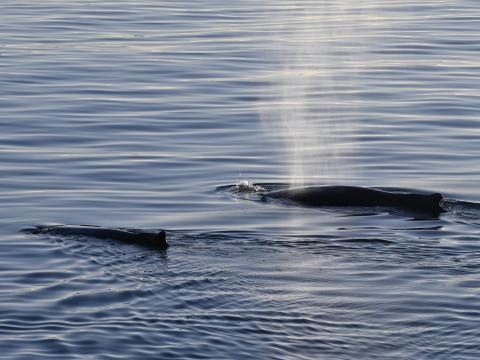 humpback whales