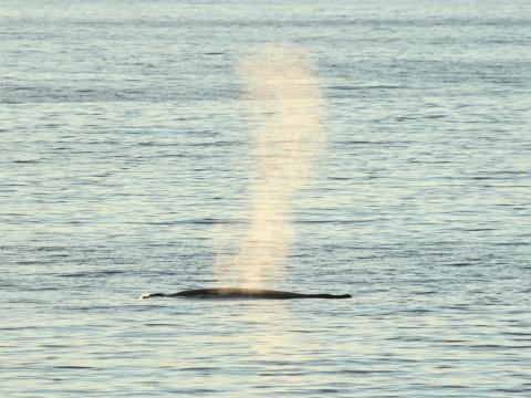 humpback whale breath