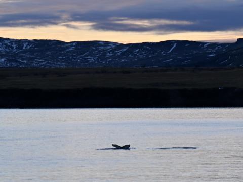 humpback whale near land