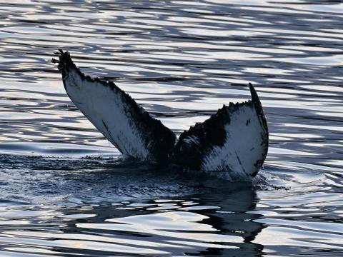 humpback whale fluke