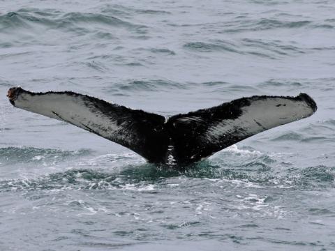 humpback whale fluke