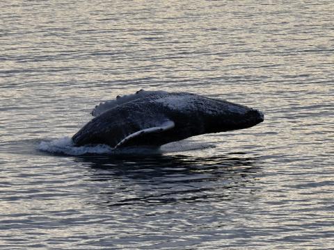 humpback whale breaching