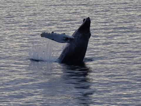 humpback whale breaching backwards
