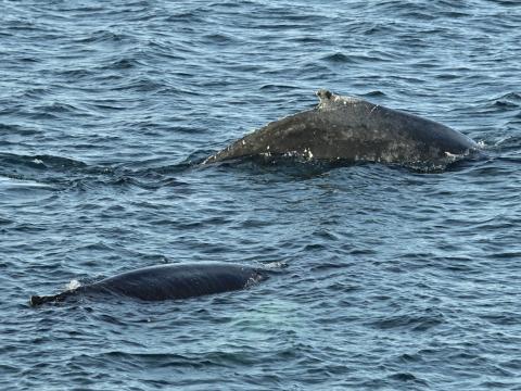 humpback whales