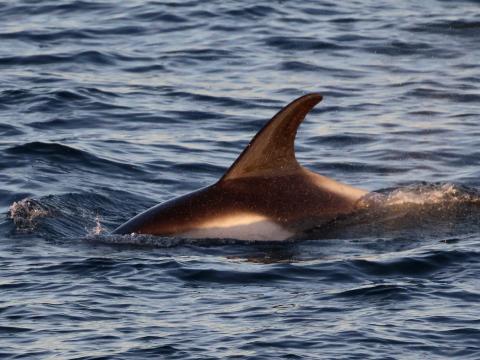 white-beaked dolphin